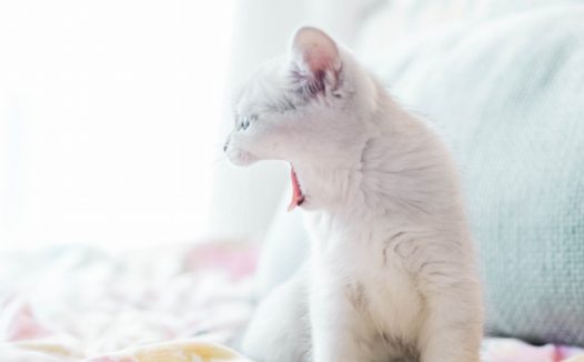 可爱呆萌小猫咪图片