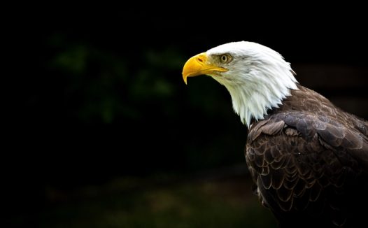 白头鹰野生保护动物图片