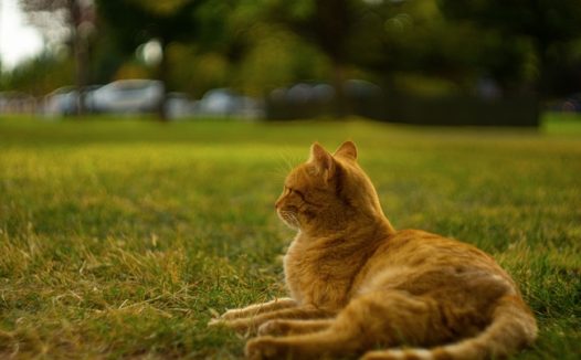 趴在草地上懒洋洋的小猫咪图片