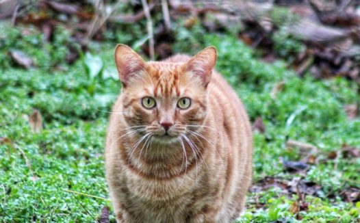 可爱肥胖狸花猫图片