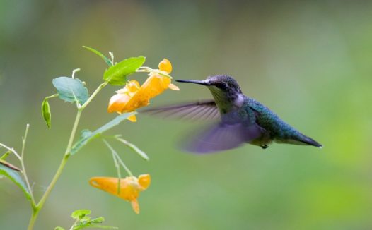 花丛中飞行的蓝绿色蜂鸟图片