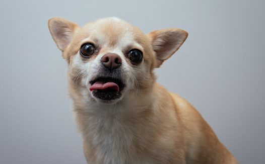 可爱吉娃娃犬图片