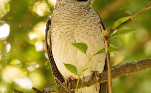 站在树枝上观望的野生飞禽图片