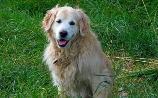 金毛犬纯狗图片