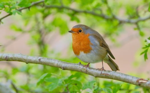春天树枝上的知更鸟摄影图片