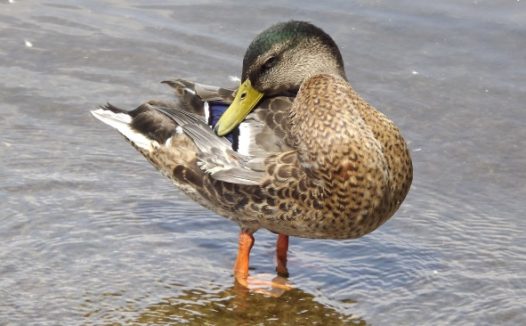 整理羽毛的鸭子图片