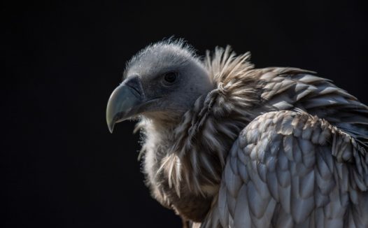 秃鹫高清图片下载