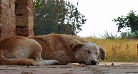 黄色中华田园犬图片