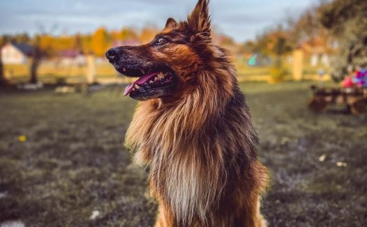 德国牧羊犬摄影图片