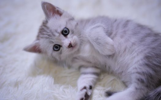 躺在白色地毯上的可爱小猫咪图片