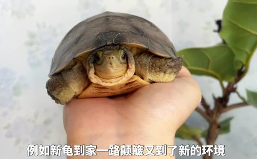 乌龟腐皮腐甲原因,及处理方法!