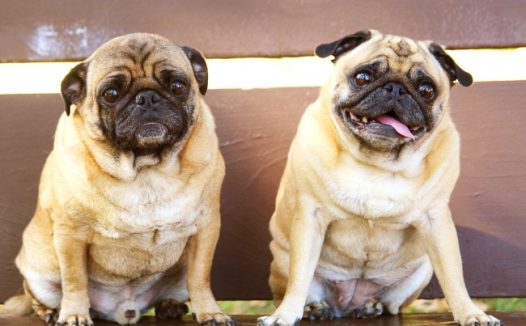 两只哈巴狗图片