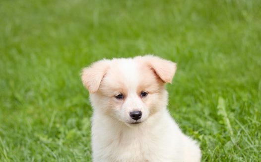 草地可爱呆萌萌宠狗狗图片