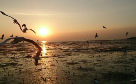 黄昏海面海鸥飞翔图片