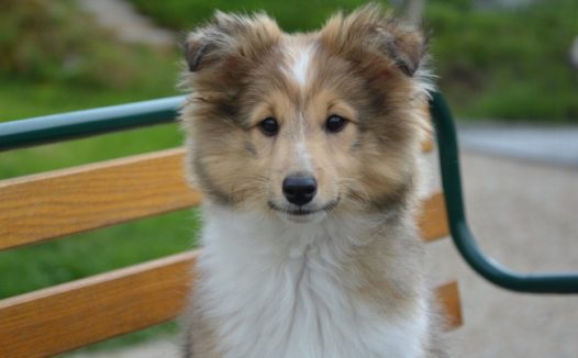 可爱牧羊犬图片