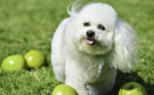白色毛茸茸比熊犬图片