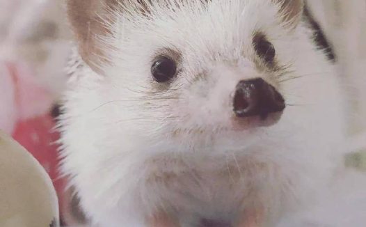 这只小刺猬是个大长腿!