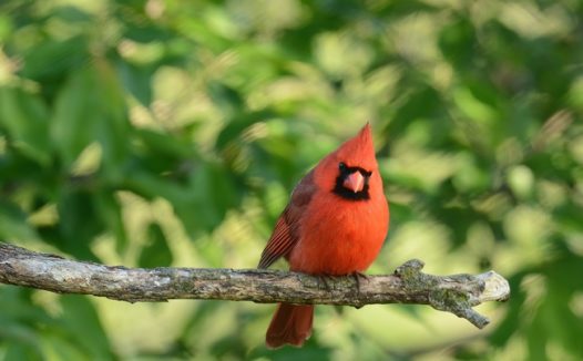 红色小鸟站在灌木树枝上图片