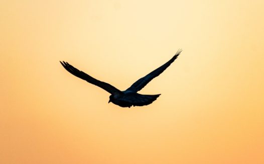 黄昏天空鸽子剪影图片