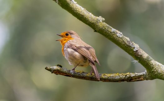 野生知更鸟站在树枝上图片