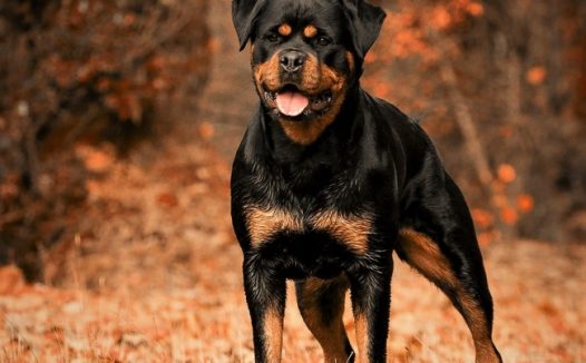 罗威纳狗狗图片