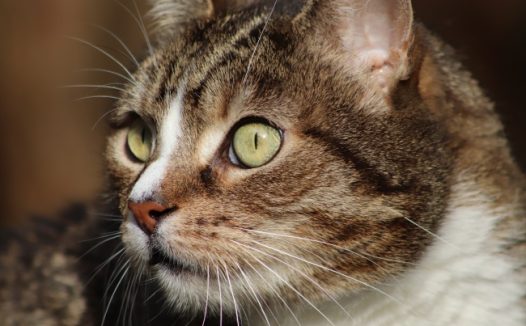 灰色猫头部特写图片