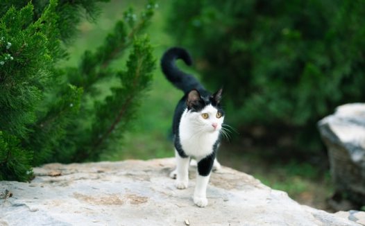 黑色长尾猫图片