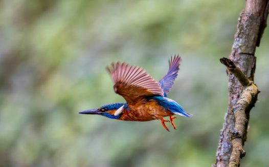 飞离枝头的翠鸟图片