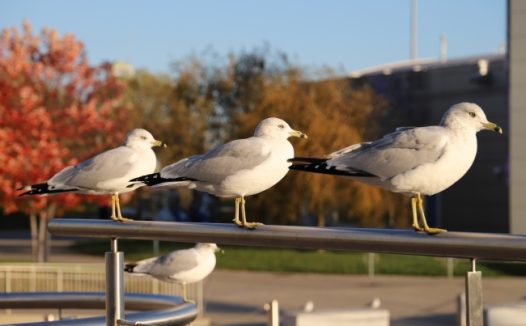 白色海鸥摄影图片