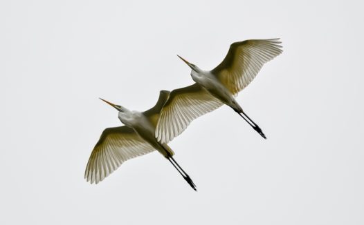 高空白鹭双飞图片