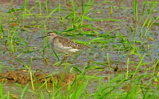 田间休憩小鸟图片
