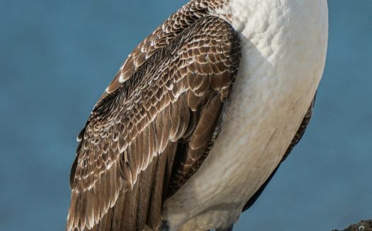 野生蓝脚鲣鸟图片