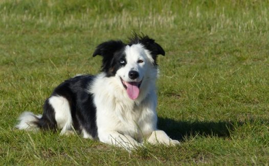 黑白边境牧羊犬图片