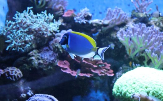 水族馆海底珊瑚观赏鱼图片