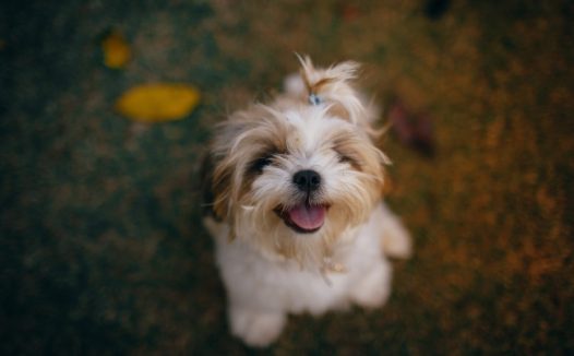 白色西施犬图片