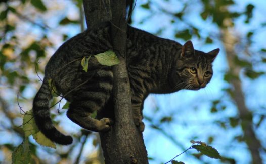爬树的小猫图片
