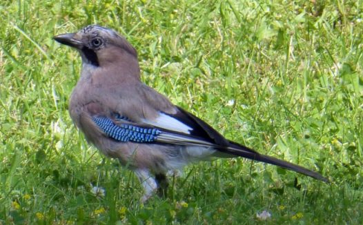 草丛里的麻雀图片