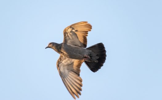 高空飞行的信鸽图片