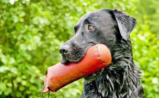 叼着收纳袋的拉布拉多图片