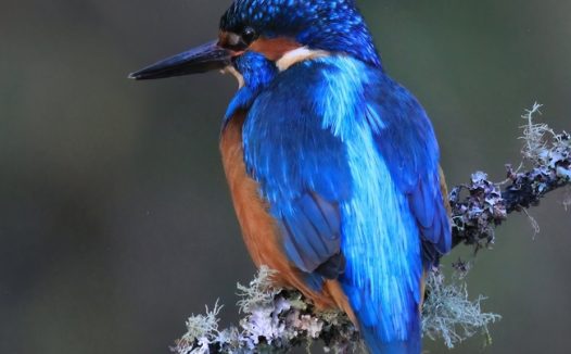野生蓝色翠鸟稀有珍禽图片