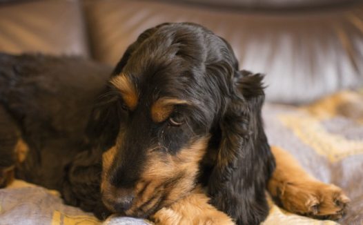 纯种可卡犬图片