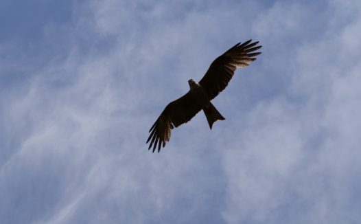 展翅高飞老鹰图片