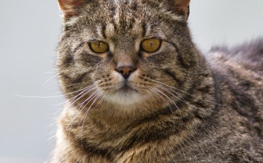 可爱呆萌虎斑猫摄影图片