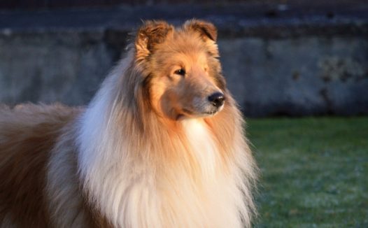 草地大型牧羊犬摄影图片