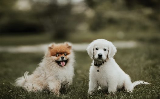 可爱狗狗草地写真图片