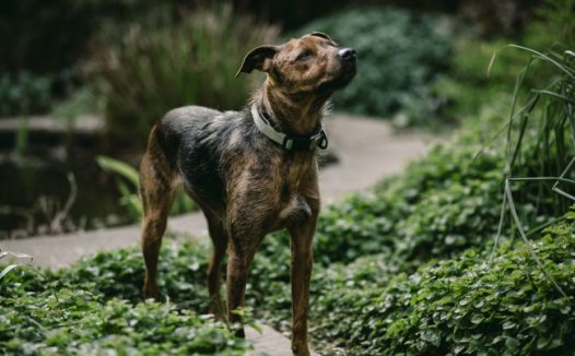 抬头仰望呆萌狗狗图片