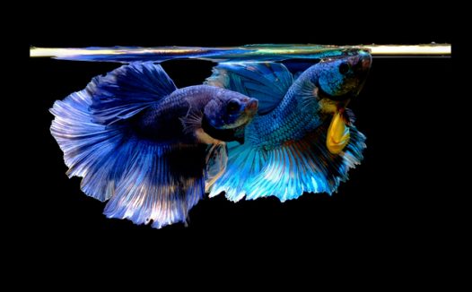 水族馆蓝色孔雀鱼摄影图片