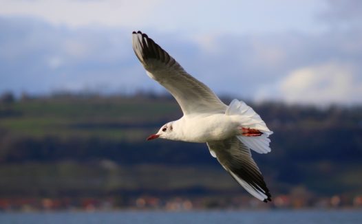 热带海鸟高空飞翔图片
