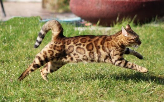 孟加拉猫奔跑图片