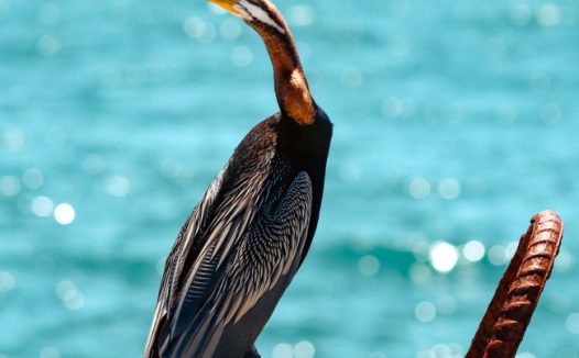 站在海边水泥石上的水鸟飞禽图片